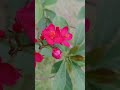 "Spicy Jatropha plant"#shortvideo#viral#greenlove#rainyseadon#nature#naturevideo#redflowers#