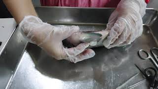 Fish Dissection (Tilapia)