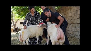 Eid al Adha! We Slaughtered 50 kg Lamb Distributed 22 kg Meat To Road Cleaners