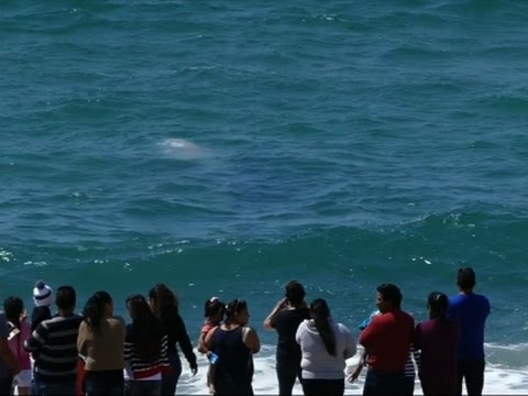 Gray Whale Puts on Show at So. California Beach
