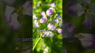 Seeds you save become stronger with a microbiome that thrives  in your soil and conditions #seeds
