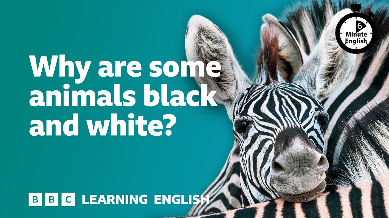 Why are some animals black and white? ⏲️ 6 Minute English