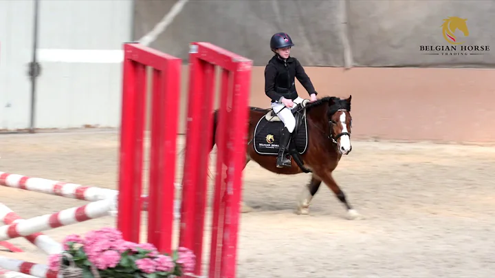 Terri Dwerse Hagen, B pony, mare, 2015