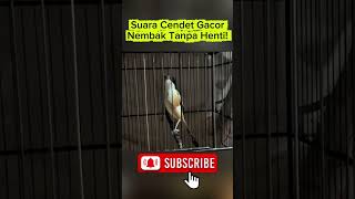 Download Lagu Suara Cendet Gacor, Nembak Tanpa Henti! MP3 Download Lagu Suara Cendet Gacor, Nembak Tanpa Henti! MP3