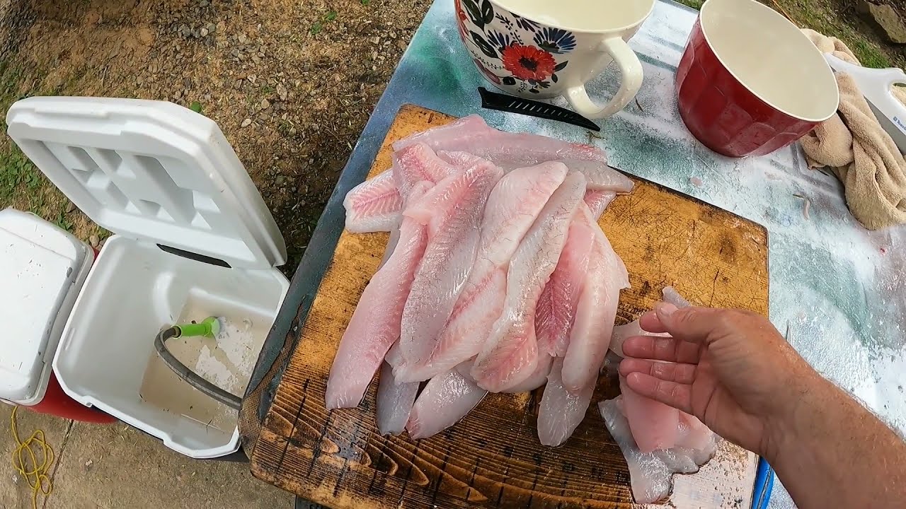 HOW TO FILLET FISH WITH ELECTRIC KNIFE YouTube