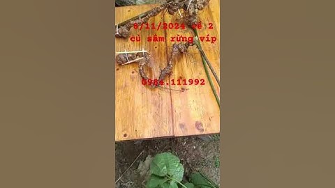 2 củ sâm rừng nặng víp nhất ngày dài hơn 50cm 50 mắt sâm. Quá víp #sâm_ngọc_linh #sâm_lai_châu_rừng