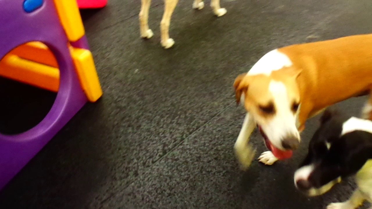 The Barking Lot 11/18/16 MAH02477 YouTube