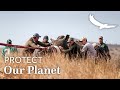 Protect Our Planet | Conservation Collaborations | 30 Rhinos for 30 Years