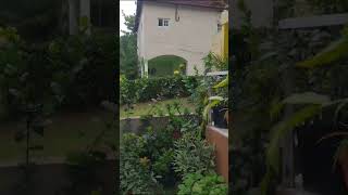 My soul is in a Hurry..Mario de Andrade screenshot 2