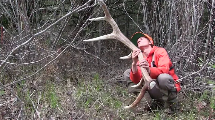 2017 Elk Browns Part 5 Brandon Pitcher (DINOSAUR SET)