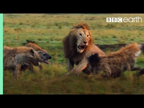 Lion Attacked by Clan of Hyenas - FULL CLIP (with ending) | Dynasties | BBC Earth