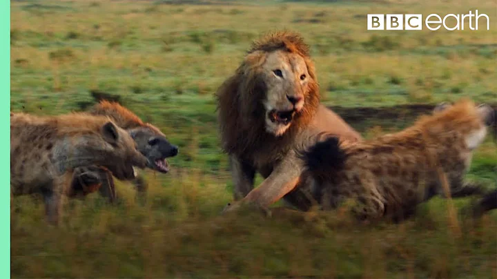 Lion Trapped by Clan of Hyenas | Dynasties | BBC Earth - DayDayNews