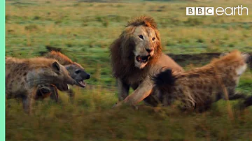 Lion Trapped by Clan of Hyenas | Dynasties | BBC Earth