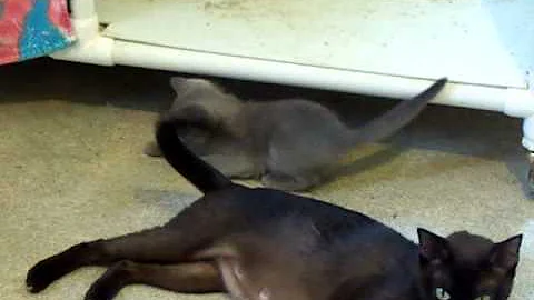 Video 1215491: blue burmese kitten, burmese kitten playing, kitten playing mom