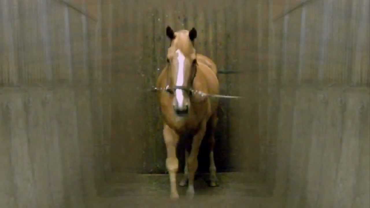 Amazing Horse Tap Dancer!!!