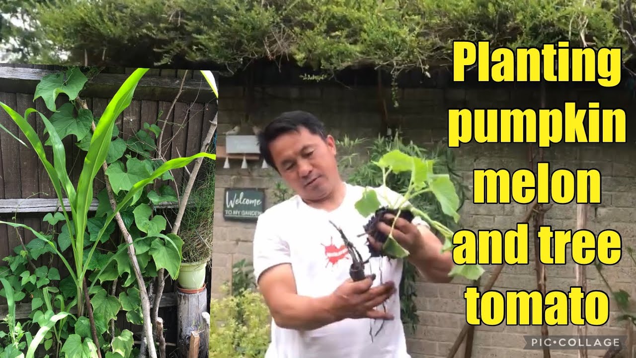 Planting pumpkin melon and tree tomatoes 