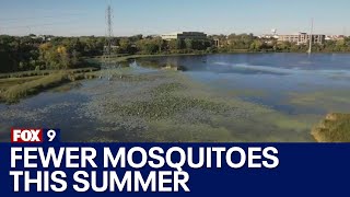 Fewer mosquitoes this summer in Minnesota