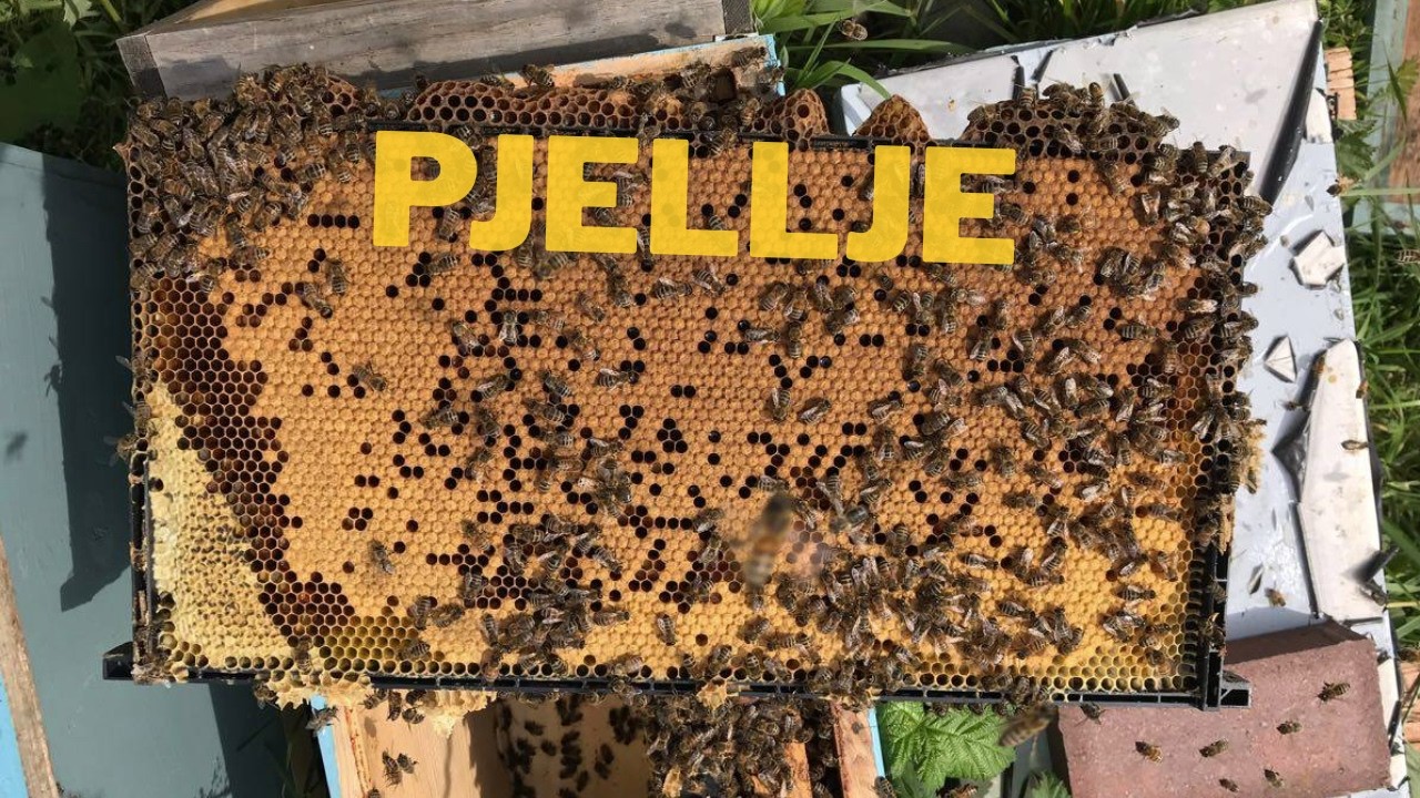 Sekreti i Pranverës: Si ta mbushni kosheren me Pjellë ?!