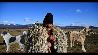 ERA SA FIE OMORAT IN TRANSHUMANTA - POVESTI ADEVARATE CIOBANUL MOINEA DUMINTRU DIN VAIDEENI !