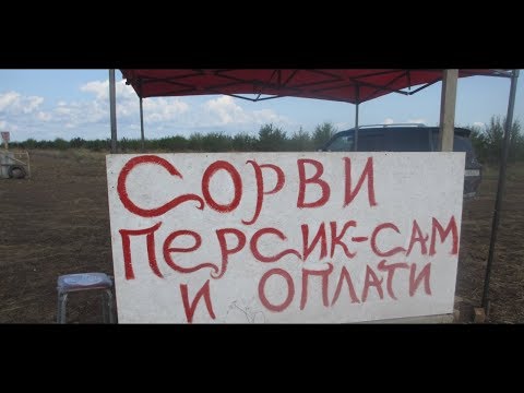 Как растут персики / Крым