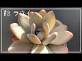 #3【多肉植物】【成長記録】ラウイ