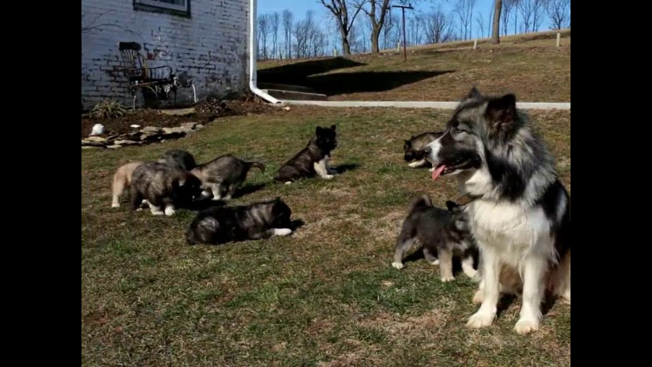 greenfield puppies husky
