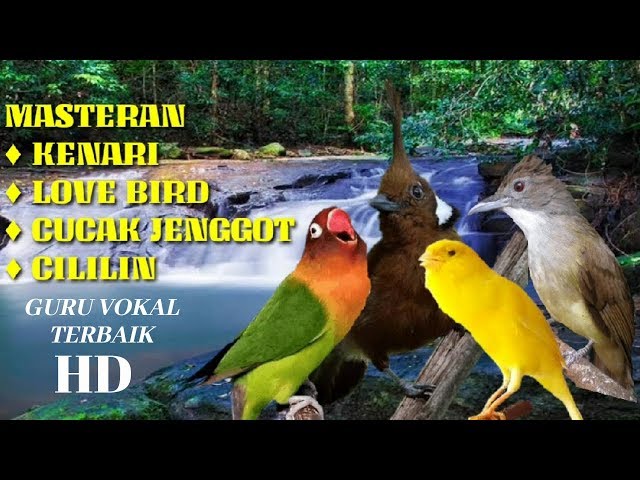 Kombinasi Kenari, LoveBird, Cucak Jenggot dan Cililin | MASTERAN MURAI BATU dan Burung Ocehan Lain class=