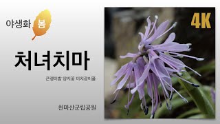 처녀치마, 아무나 볼 수 없는 화려함