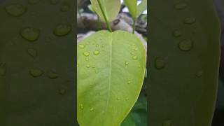 Download Lagu dew #naturephotography #nature #embunpagi #rain #forest MP3