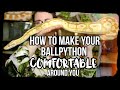 HOW TO MAKE YOUR BALLPYTHON COMFORTABLE AROUND YOU