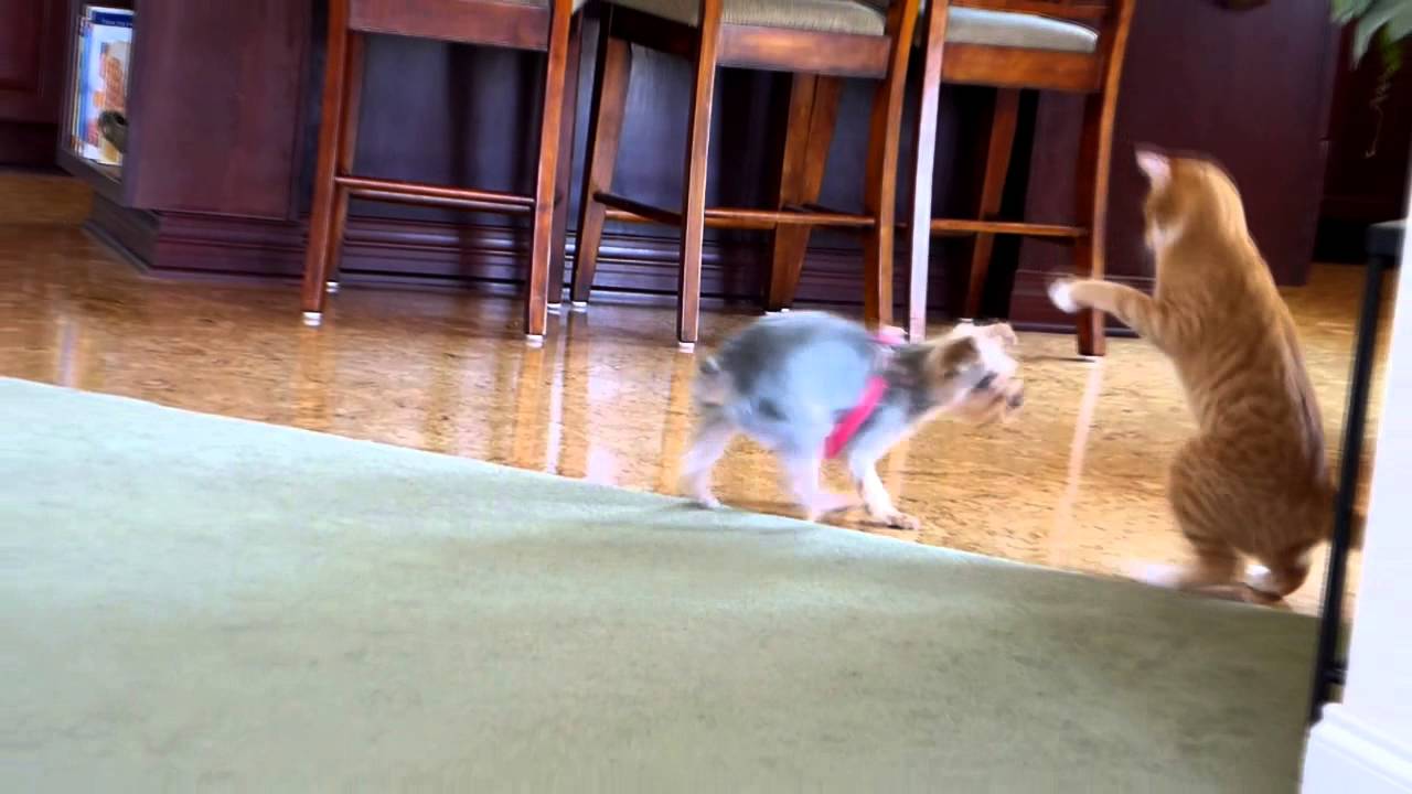 yorkie vs cat opie the cat and teeka the yorkie a cat vs play time part 2 funnydog tv yorkie vs cat opie the cat and teeka the yorkie a cat vs play time part 2 funnydog tv