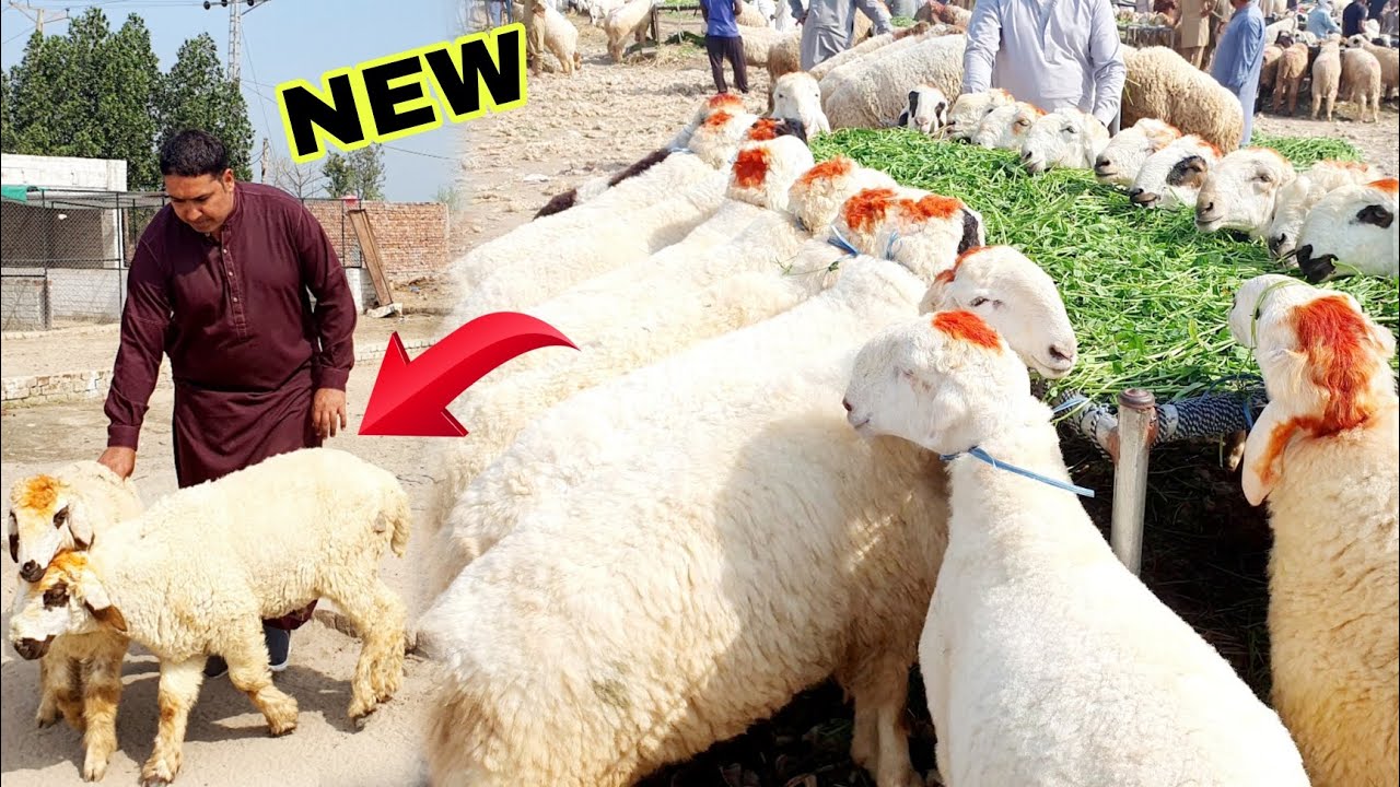 Mandi Say Farm House Par Chhatre Lay Ahy| Bahot Rate Hu Gay Hain Mandi Me|