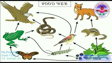 SVSSS (5 CBSE) Grade 5 - EVS 1 - 3.0 - Animals Life