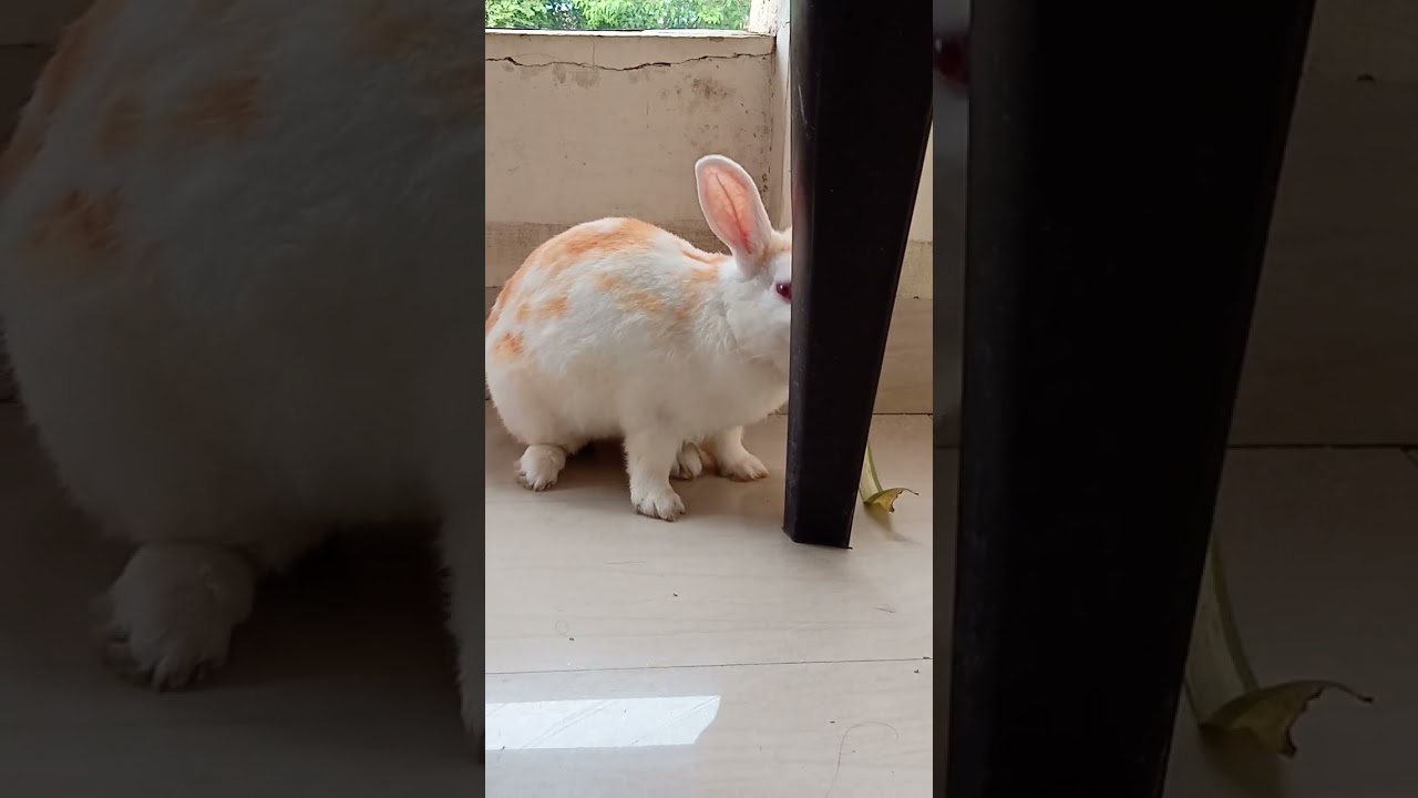 "Sweetu's playtime antics"❣️🐰