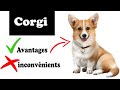 Corgi avantages et inconvnients  corgi le mal et le bien de la race