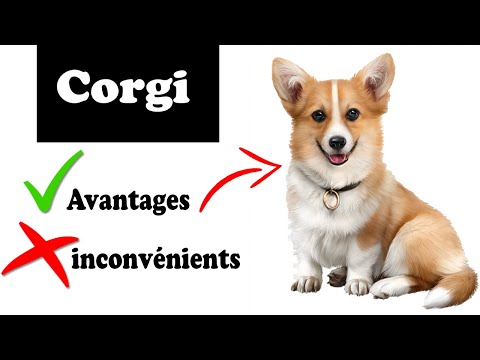 Vidéo: Le pour et le contre du corgi gallois, un bon animal de compagnie pour votre famille