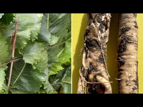 Video: Horseradish: Hasat Dikim Materyali