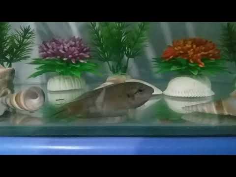 Video Cá Lia Thia Quảng Ngãi | Lia Thia Đồng | Cá Lia Thia... - youtube