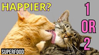 Keep my cat alone or give it company? by Superfoods for CATS 776 views 3 weeks ago 4 minutes, 15 seconds