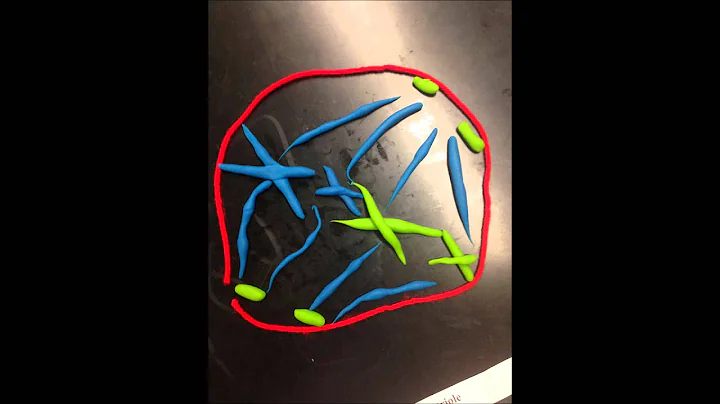 Mitosis Division