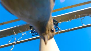 Bird Landing On GoPro (Slow Motion) by Corey G 9 views 3 years ago 48 seconds