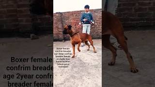 Boxer female confrim breader age 2year #trending #boxer #bulldog #pitbull #dog #petshub #viral #pets