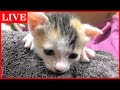 【保護猫】イエローの子の名前を発表する配信【子猫】