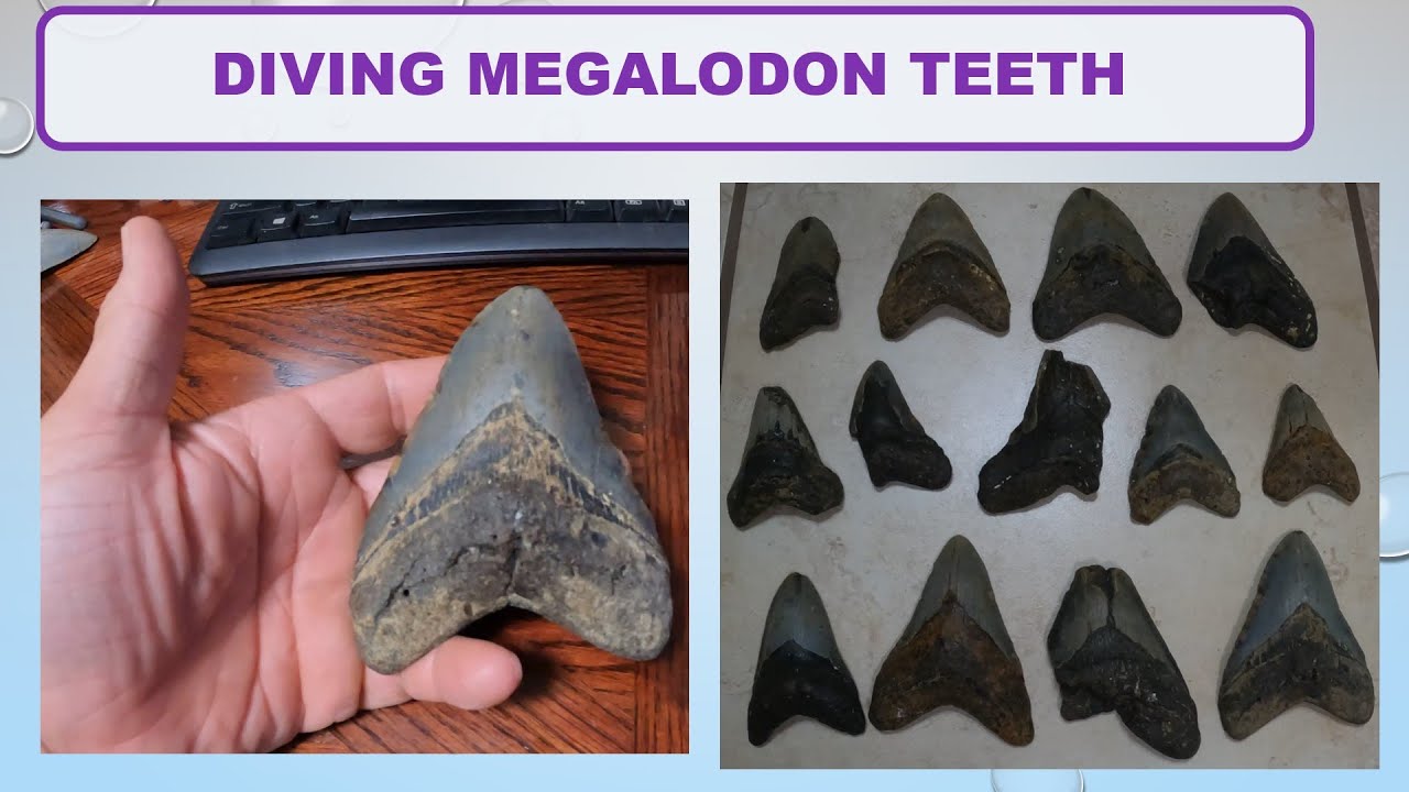 Megalodon Tooth Diving YouTube