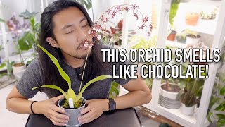 Unboxing My Oncidium 'Sharry Baby' AKA Chocolate Orchid from AlohaOrchids