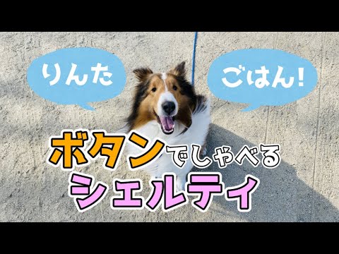 りんた Talking Dog Rinta - YouTube