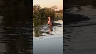 Hippo opening the mouth wide