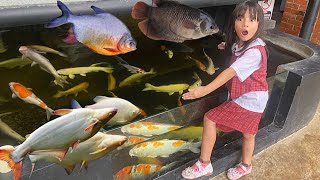 Jalan-jalan Liha ikan Bawal & Patin Albino Super Besar , Ikan Jelawat, Ikan Nila & Ikan Gurame Besar