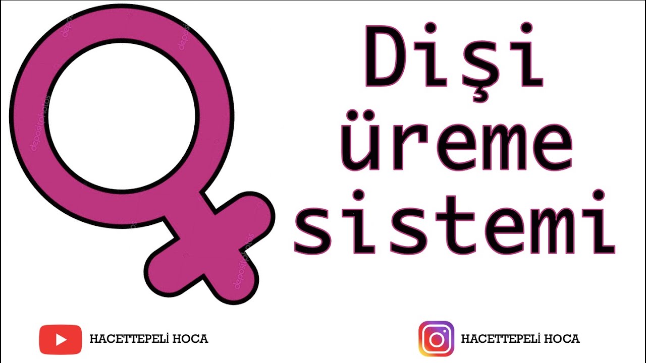 251 | ÜREME SİSTEMİ-4|DİŞİ ÜREME SİSTEMİ KISIMLARI | AYT | @Hacettepeli Hoca Biyoloji