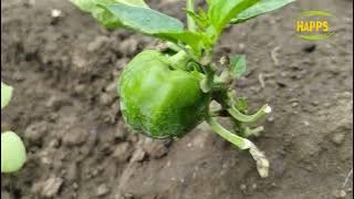 Cara Menanam Paprika dari biji hingga berbuah dataran rendah dan tips perawatannya